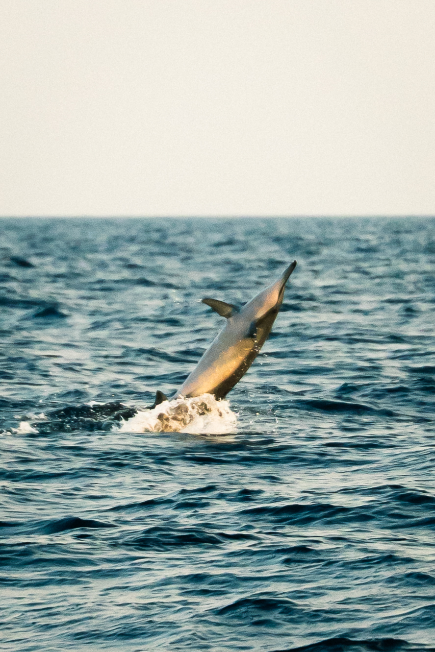 Dolphin at Sea